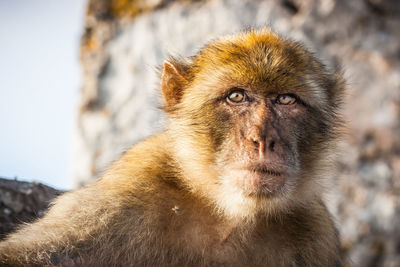 Portrait of lion