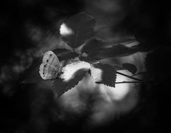 Close-up of caterpillar