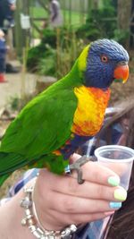 Close-up of cropped hand