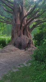 Tree trunk on landscape