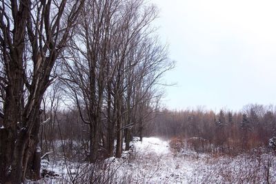 Bare trees by lake