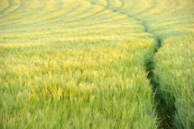 Full frame shot of corn field