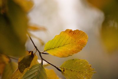 Sunshine through autumn leaves