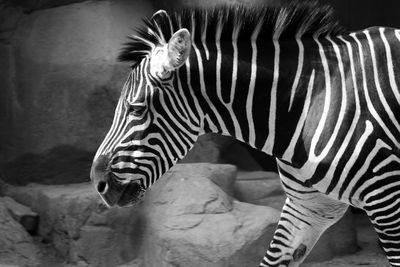 Close-up of zebra