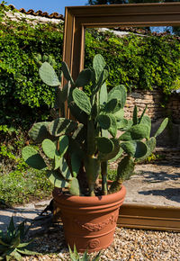 Close-up of potted plant