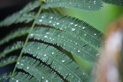 Close-up of wet leaves
