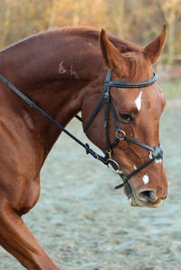 Horse standing in ranch