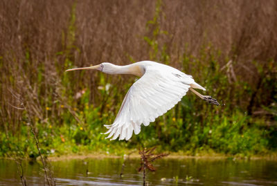 High angle view of gray heron flying over lake