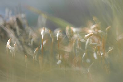 Close-up of wheat growing on field