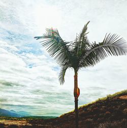 Coconut palm tree against sky