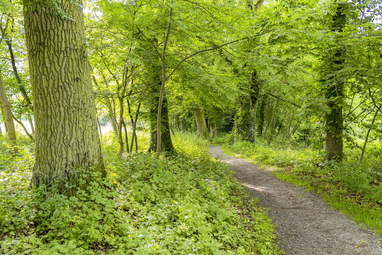 VIEW OF TREES IN FOREST