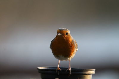 Close-up of a robin perching in a plate