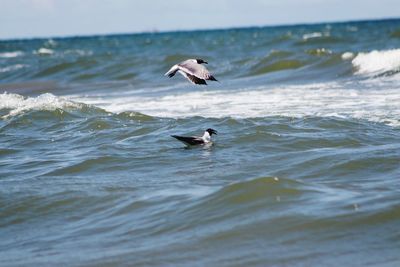 View of birds in sea