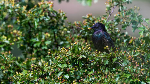 Bird perching on a plant