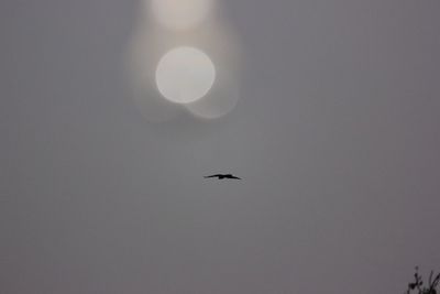 Low angle view of silhouette birds flying against clear sky