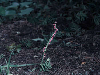 High angle view of plant growing on field