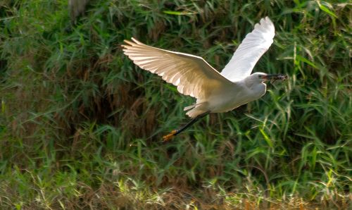 Bird flying over trees