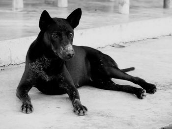 Portrait of dog sitting outdoors