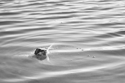 High angle view of swimming in sea