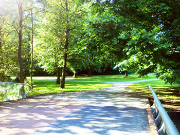 Road amidst trees