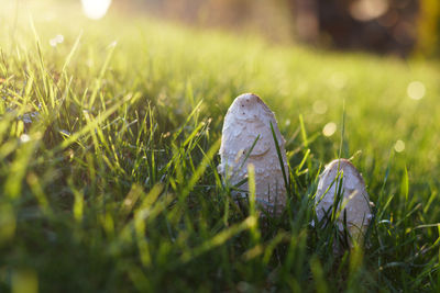 Close-up of dew on grass