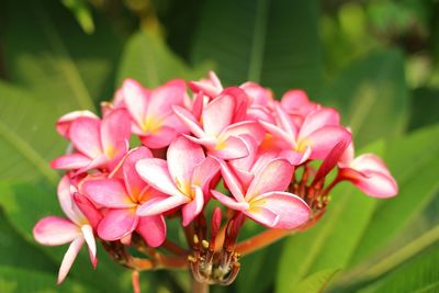 Close-up of pink flowering plant