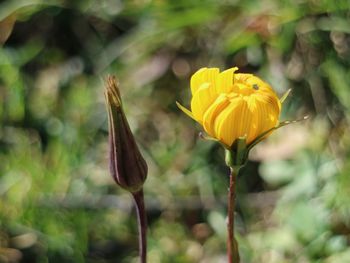 Close-up of yellow flowering plant