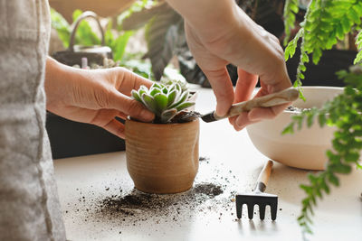 Close-up of hand holding potted plant