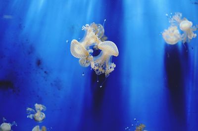 Jellyfish swimming underwater in aquarium
