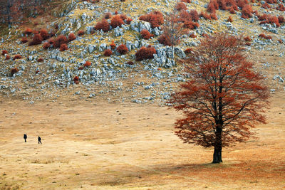 High angle view of autumn trees on landscape