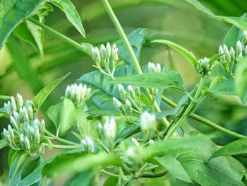 Close-up of flowering plant