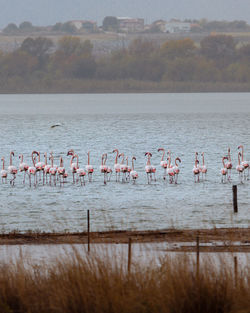 View of birds in lake