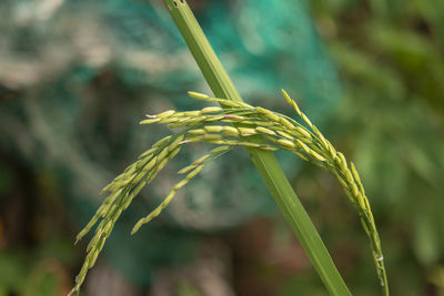 Close-up of crop growing on field