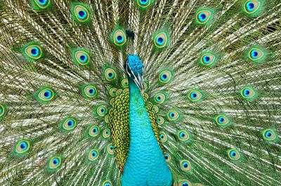 Close-up of peacock
