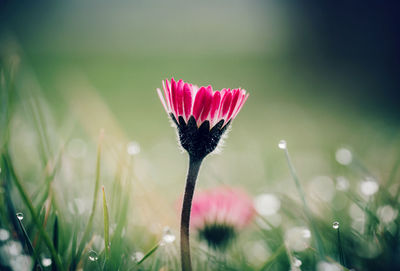 Close-up of pink flower on field