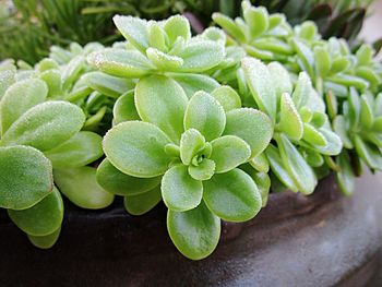 Close-up of green plant