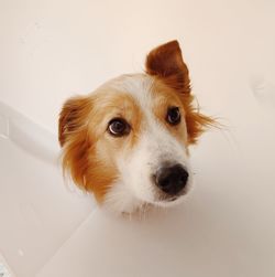 Close-up portrait of a dog