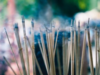 Close-up of plant against blue sky