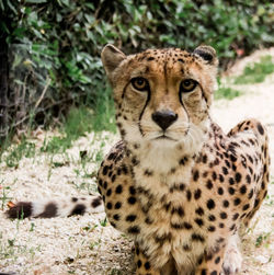 Portrait of a cat on land