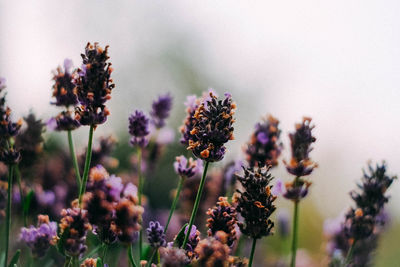 Close-up of lavenders blooming outdoors