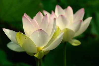 Close-up of lotus water lily