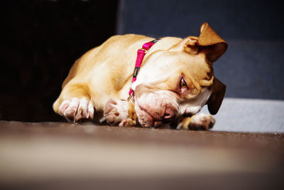 Close-up of a dog sleeping