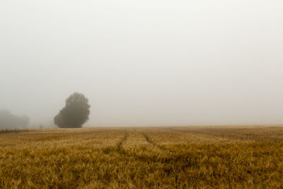 Scenic view of field against clear sky