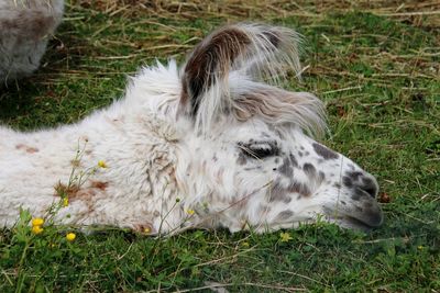 Close-up of lama relaxing on field