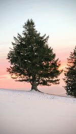 Trees on snow covered landscape against sky