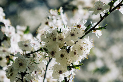 Close-up of white cherry blossom