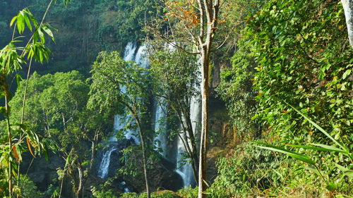 Panoramic view of forest