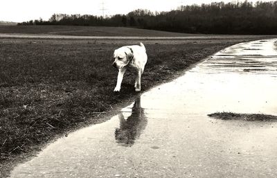 Dog on grass