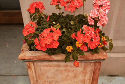 Close-up of potted plant