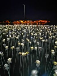 Illuminated white flowers on field by building against sky at night